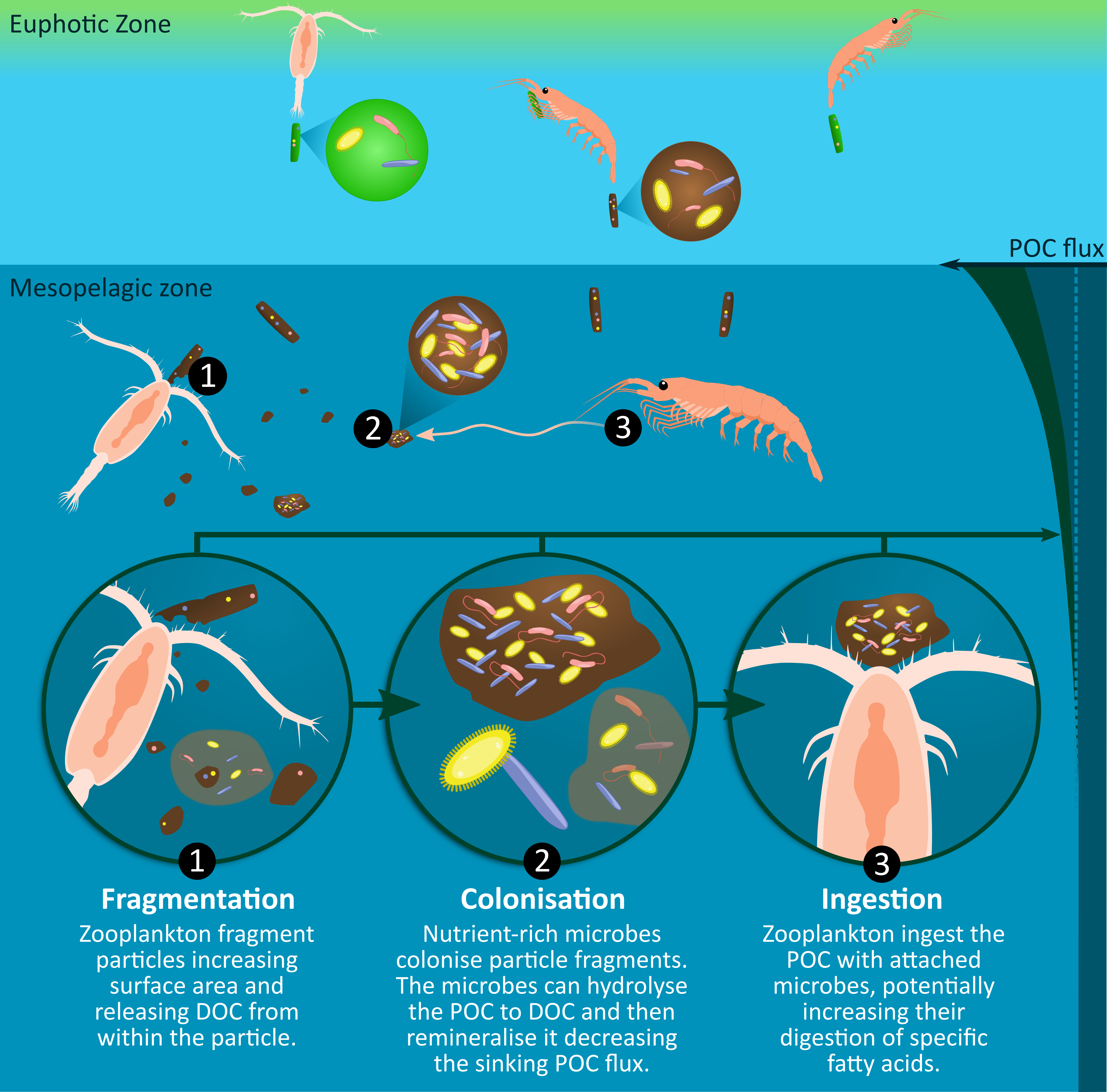 New paper - Microbial gardening on krill faecal pellets