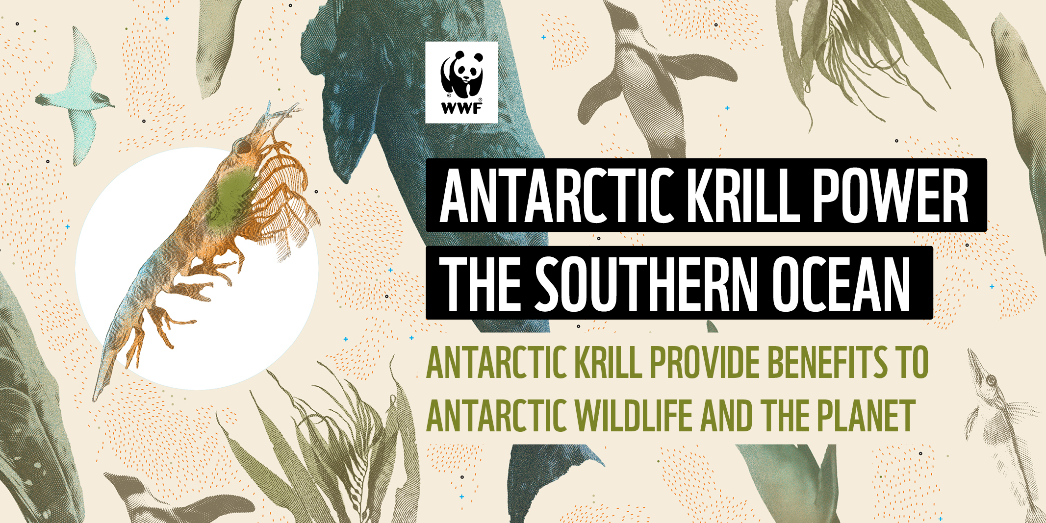 Lead scientist in WWF report on krill carbon